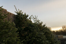 Christmas trees for sale