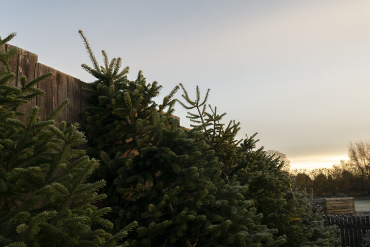 Christmas trees for sale