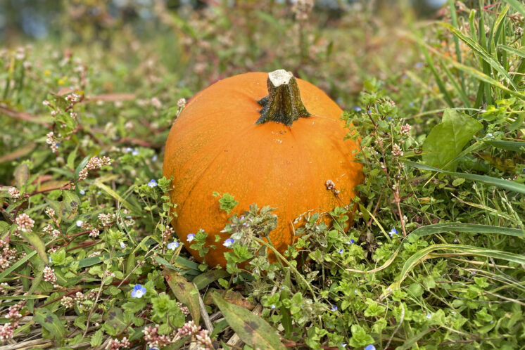 A pumpkin ready for sale