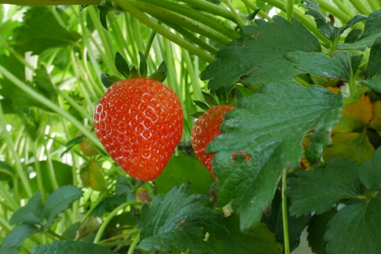 Strawberries ready to harvest