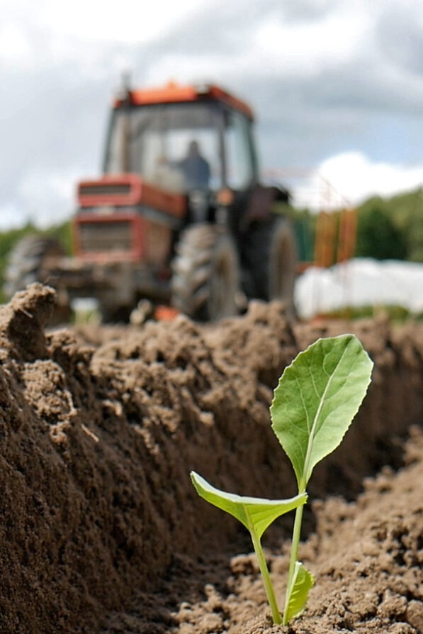 A tractor at work with a plant in the foreground