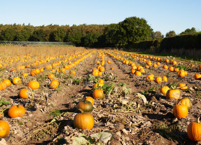 Rows of pumpkins in a field