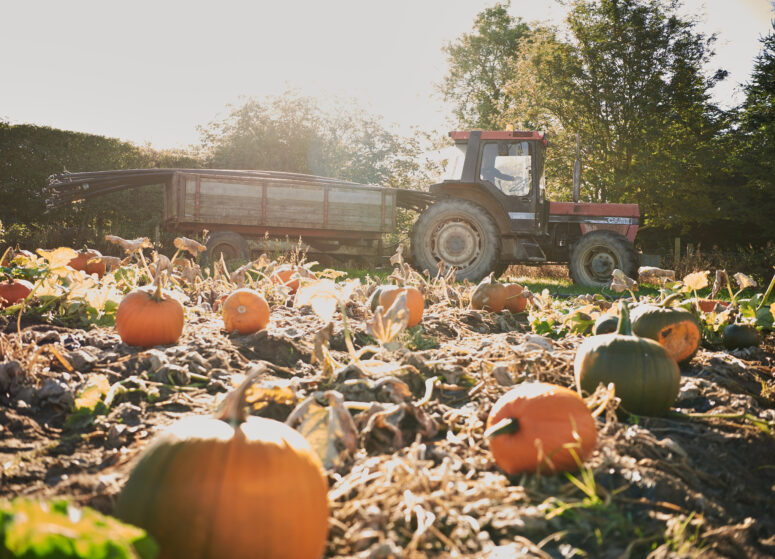 A tractor driving past a field of pumpkins with the sun rising behind it