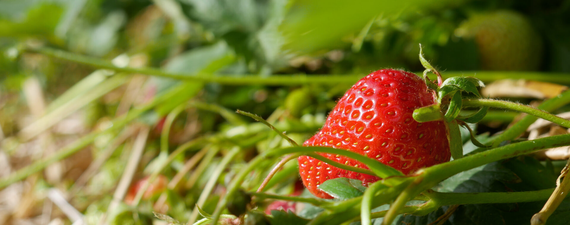  A strawberry ready to pick