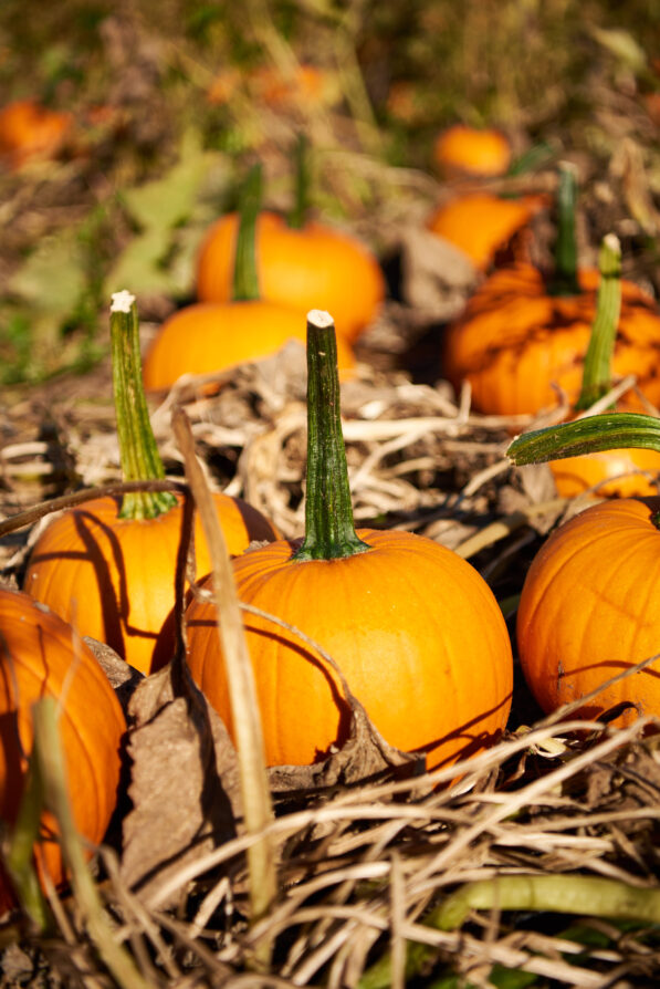 Pumpkins in Field